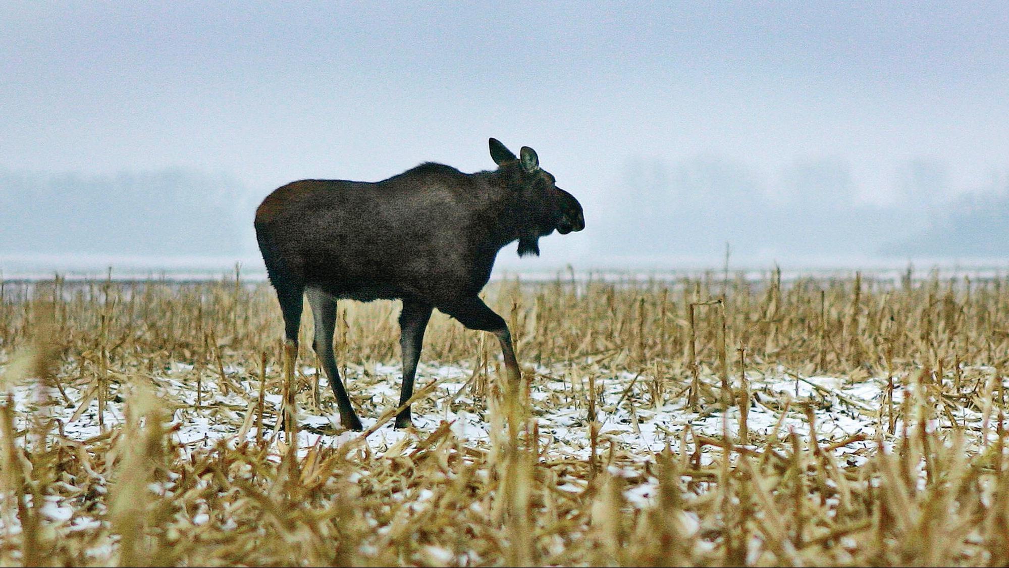 在雾蒙蒙的冬日里，驼鹿穿过田野